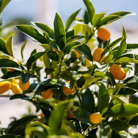 Eden Roc - The Leading Of The World 5*